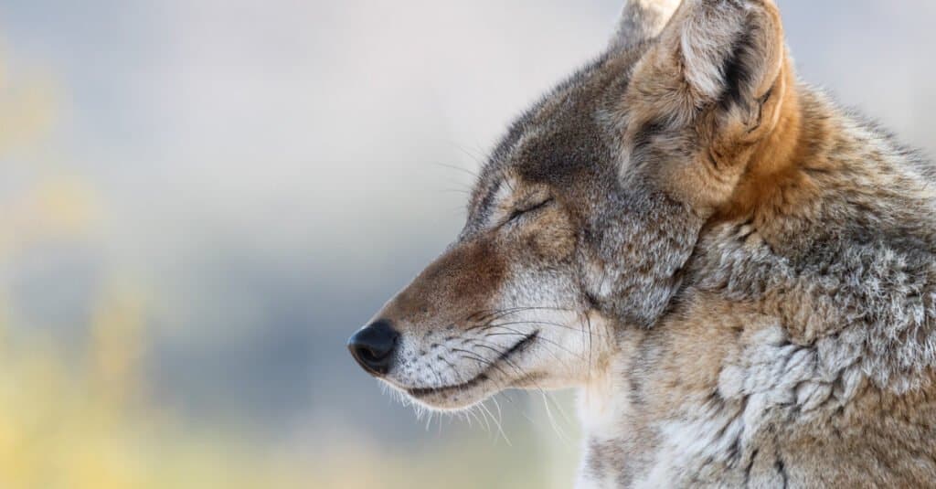 Chó sói đồng cỏ ngủ như thế nào và ở đâu - Coyote nghỉ ngơi