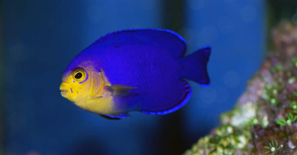 blue and yellow tropical fish