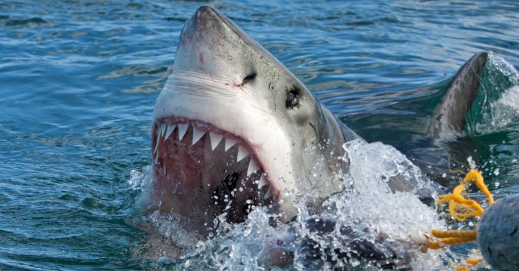 Discover the Great White Shark's Bite Force and How It's Computed - A-Z ...