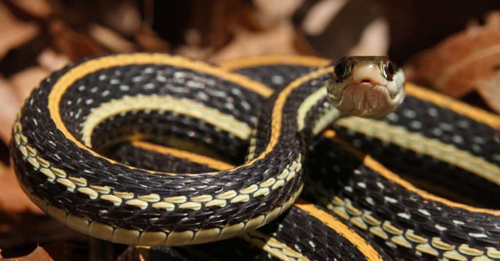 black snake with yellow horizontal stripes