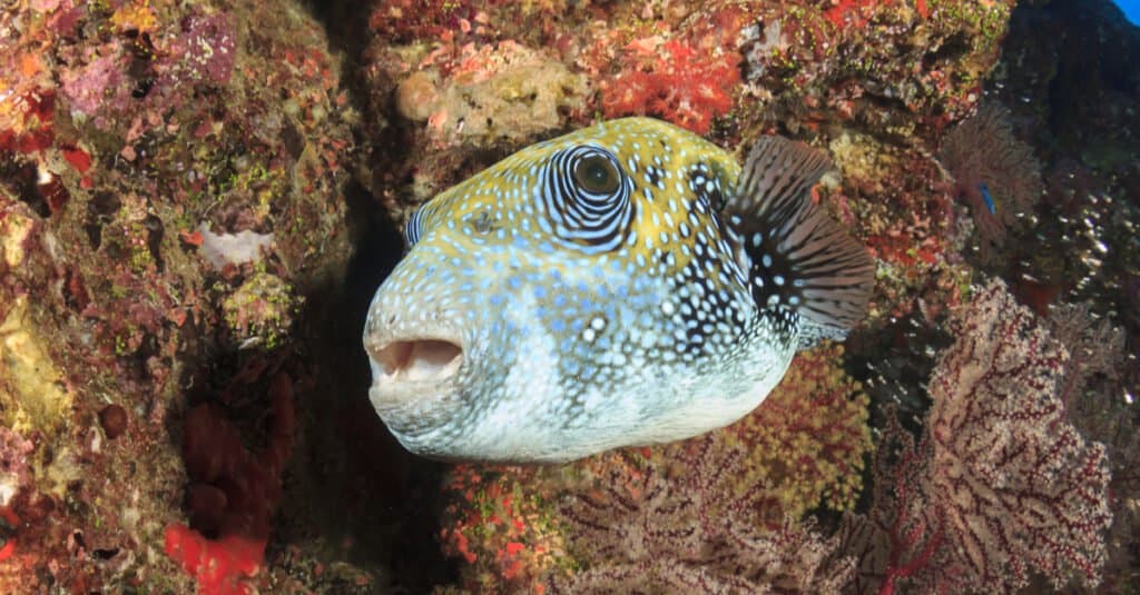 Bluespotted Pufferfish on coral reef