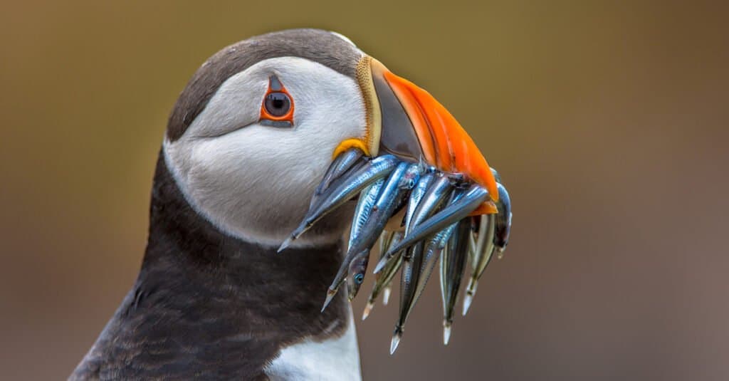 Puffin vs Penguin - Puffin Eating