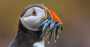 What Do Puffins Eat? 20 Favorite Foods in their Diet Picture
