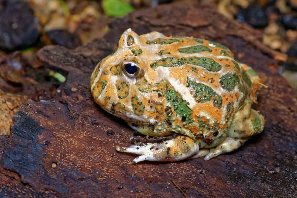 Purple Pacman Frog