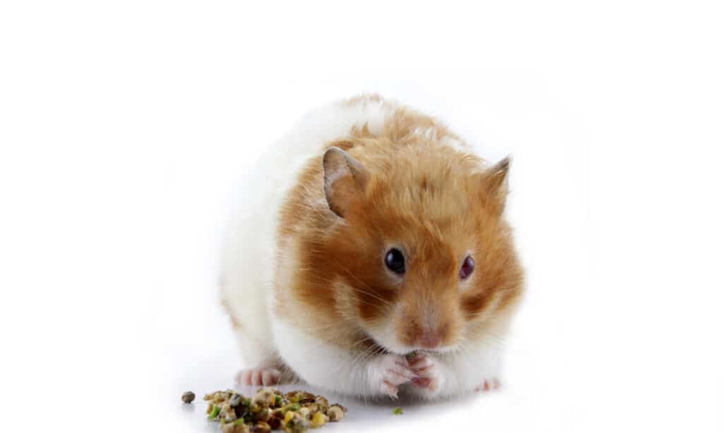 female hamster