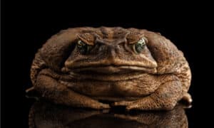 Meet the Largest Toad in the World Picture