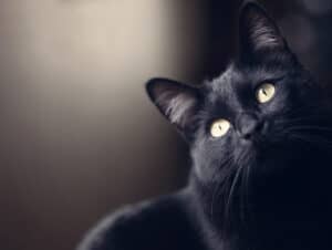 National Black Cat Day 2023: Date and 3 Fun Ways to Celebrate photo