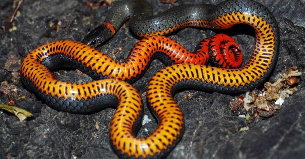 Les serpents à collier sont-ils toxiques ou dangereux ?