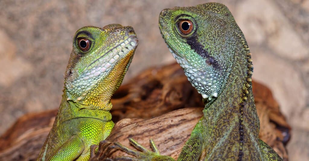 baby lizard pet water dragon