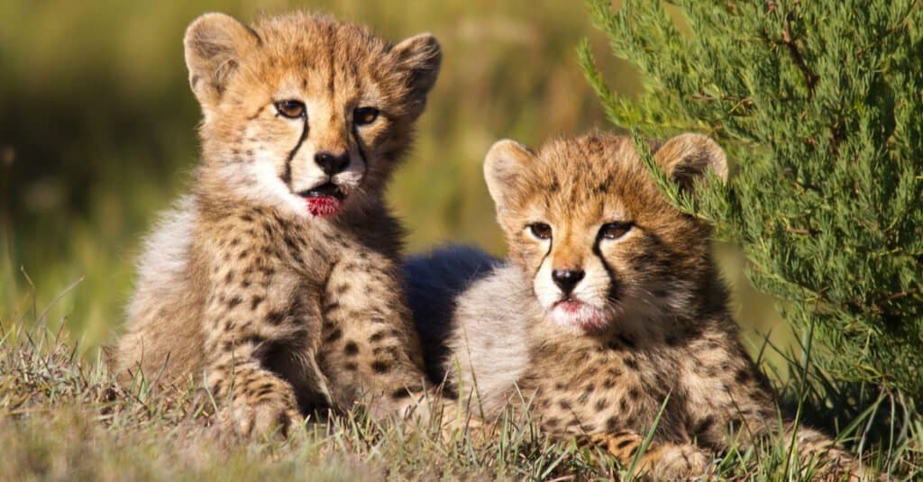 baby cheetah siblings