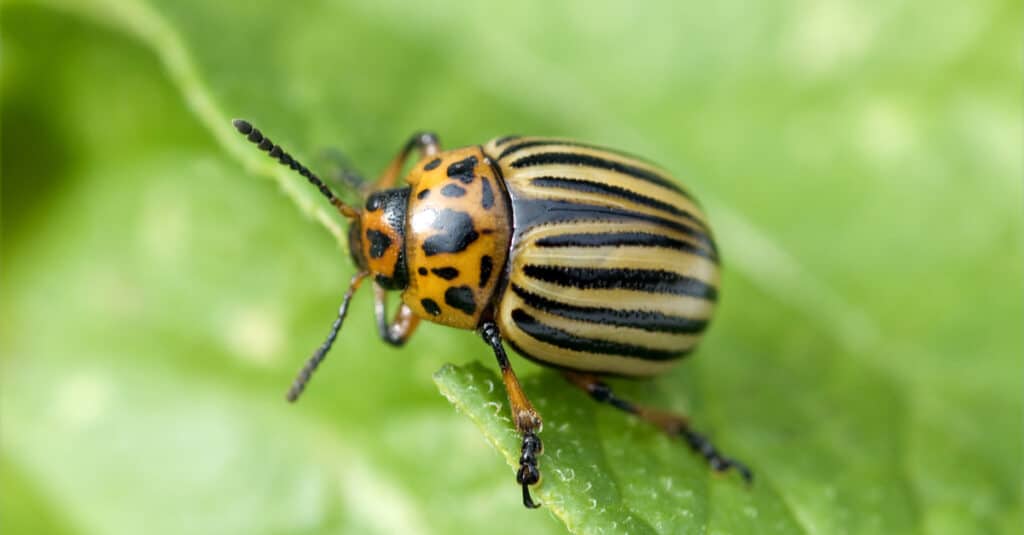 What Do Potato Bugs Eat - Colorado Potato Beetle