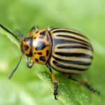 Colorado potato beetle