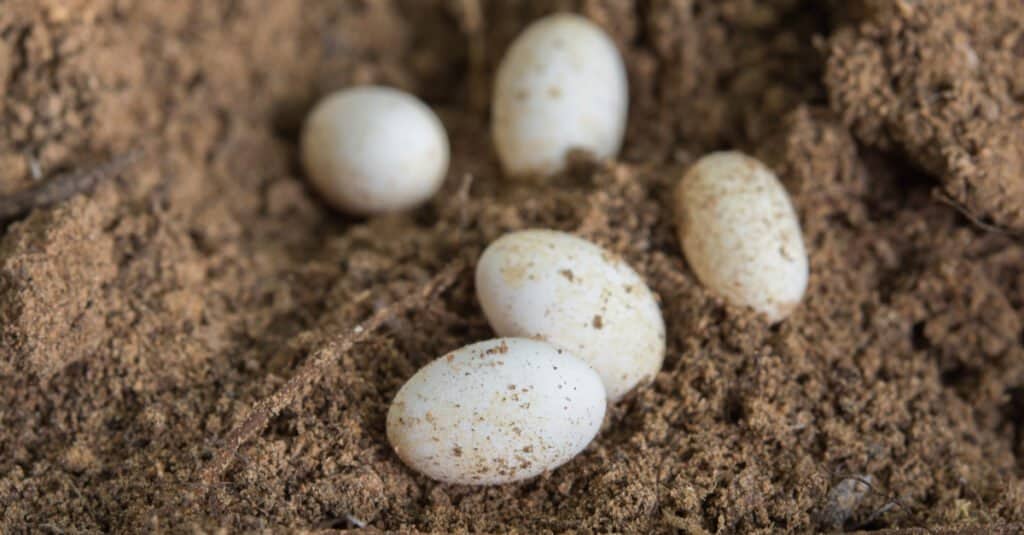 small lizard eggs
