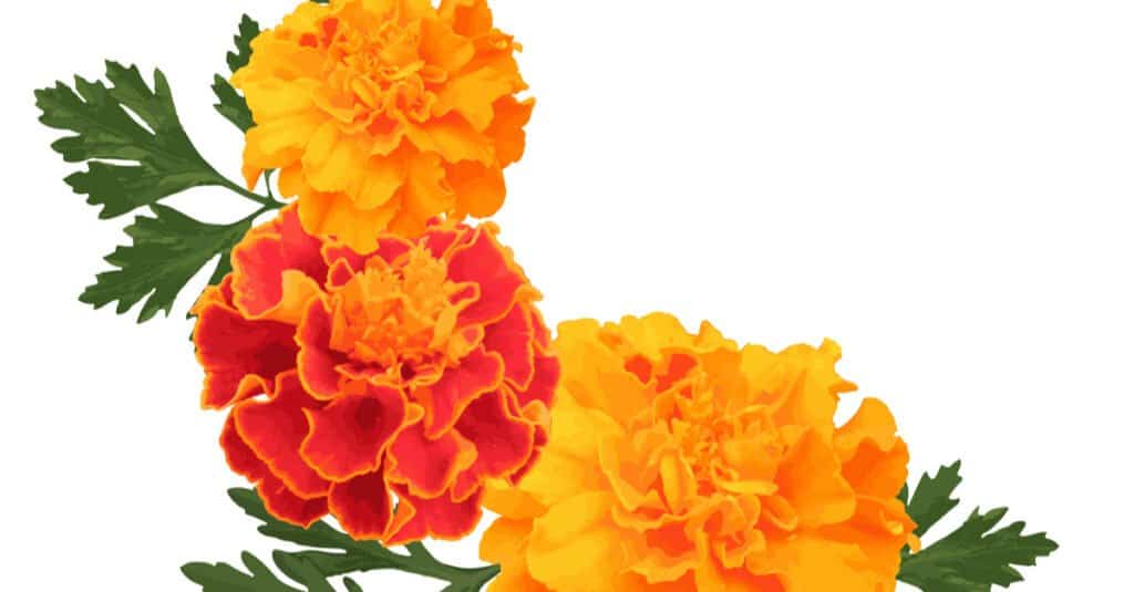 Are Marigolds Poisonous -