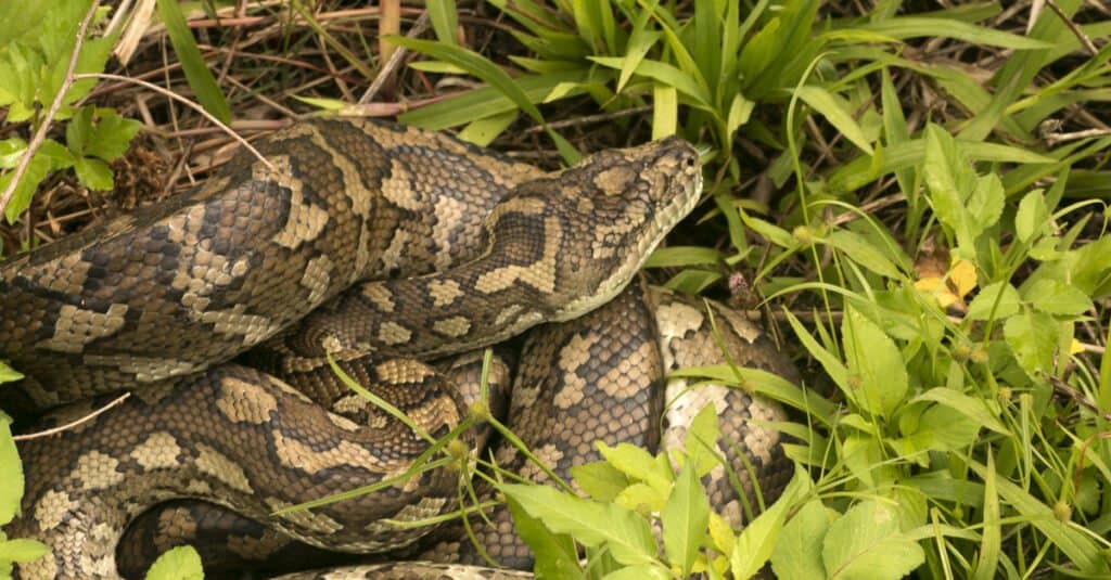 Coastal carpet python