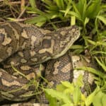 Coastal carpet python