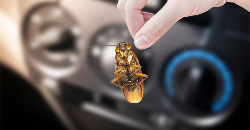 Cockroaches in Car - Cockroach in Front of Instruments