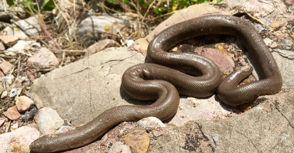 Boa snake in the United States