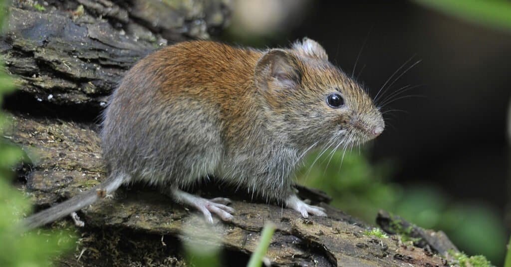 Vole vs Mouse