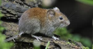 Vole vs Mouse: Key Differences Picture