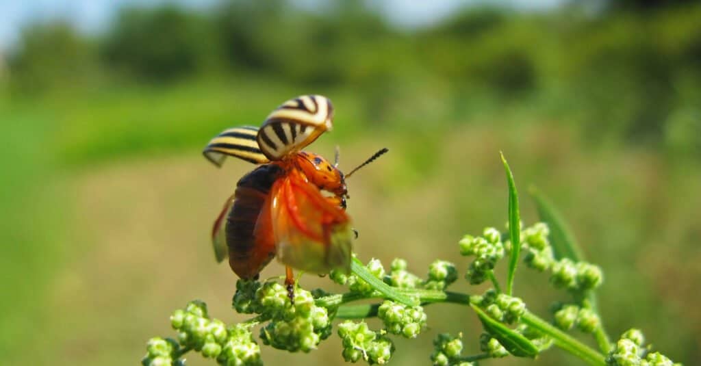 Colorado Potato Beetle with Wings