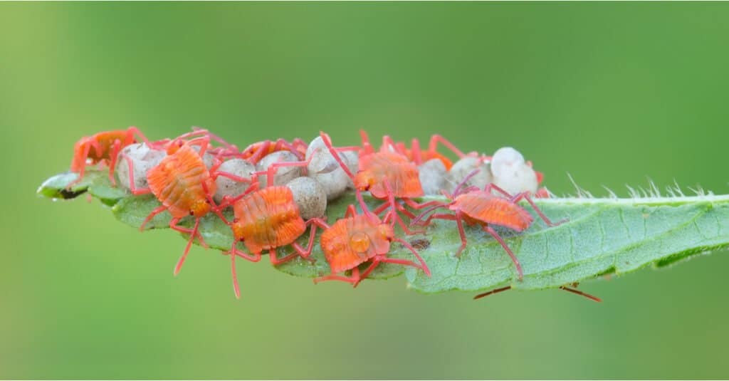 What Do Stink Bugs Eat - Baby Stink Bug