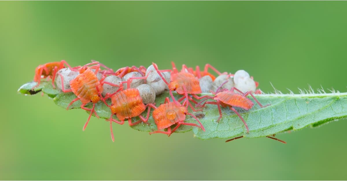 stink-bug-lifespan-how-long-do-stink-bugs-live-a-z-animals