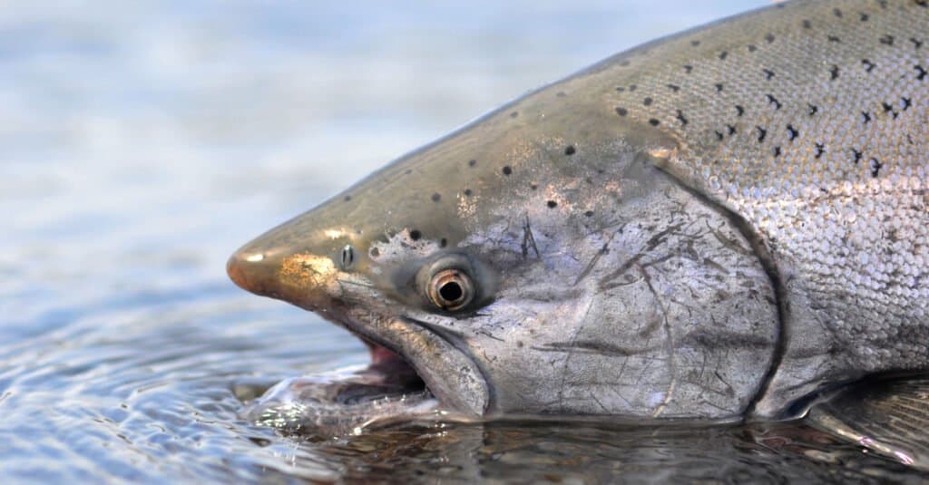 Steelehad vs Salmon - Vua cá hồi