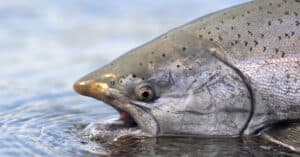 Steelhead vs Salmon: What’s the Difference? Picture