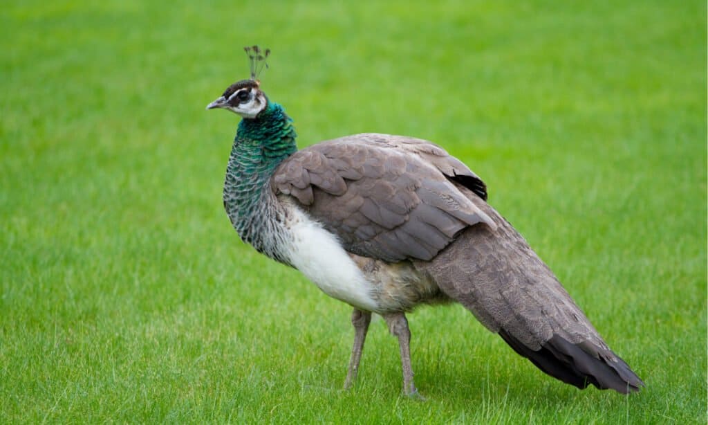 male vs female peacock