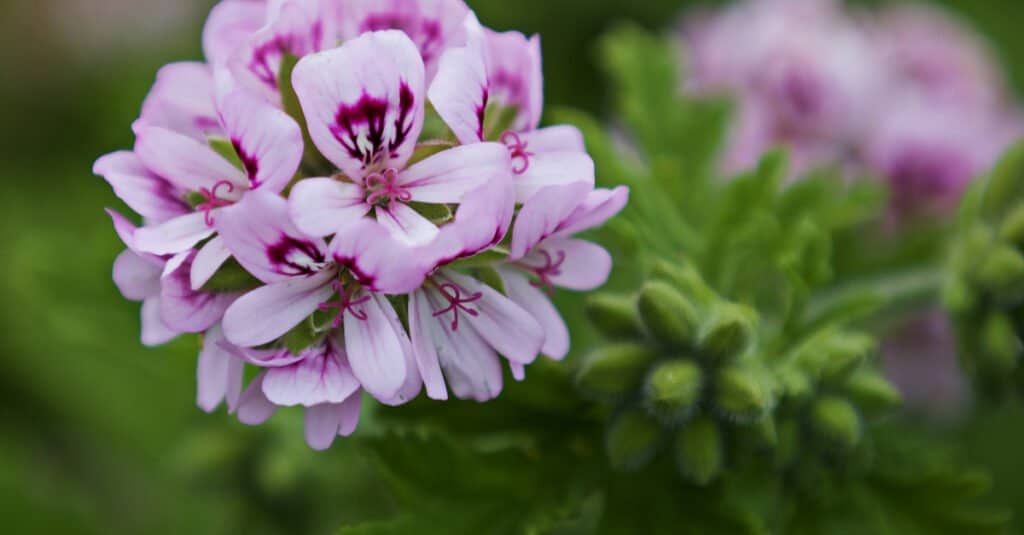 are geraniums poisonous to cats or dogs