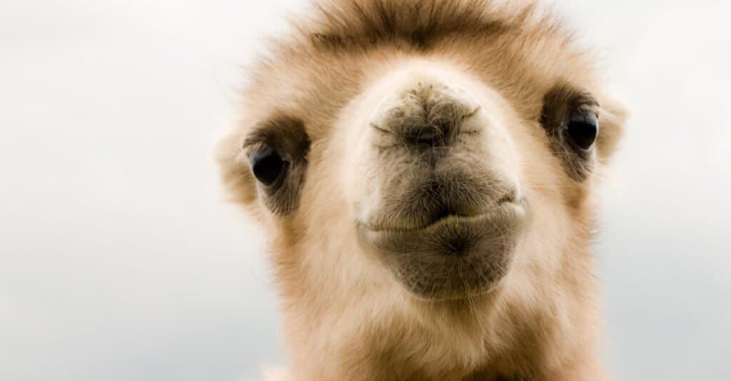 baby camel closeup