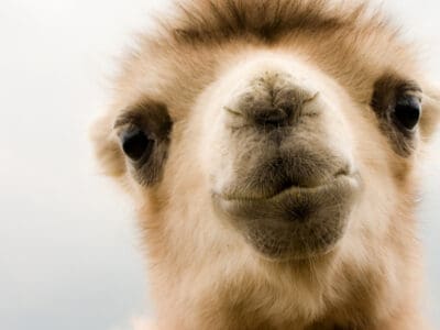 A Camel Quiz – Get To Know These Incredible Animals!