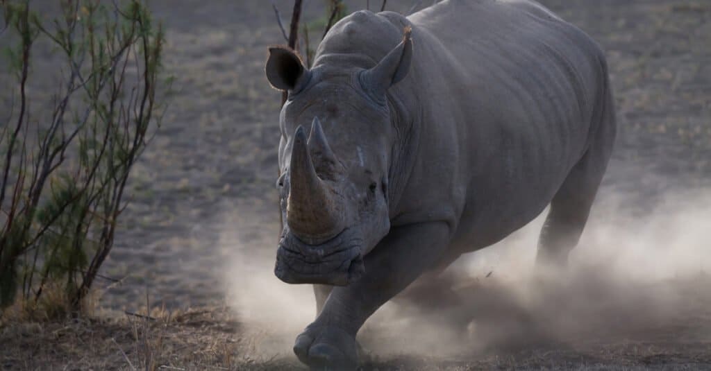 How Fast Do Rhino Run - Charging Rhino