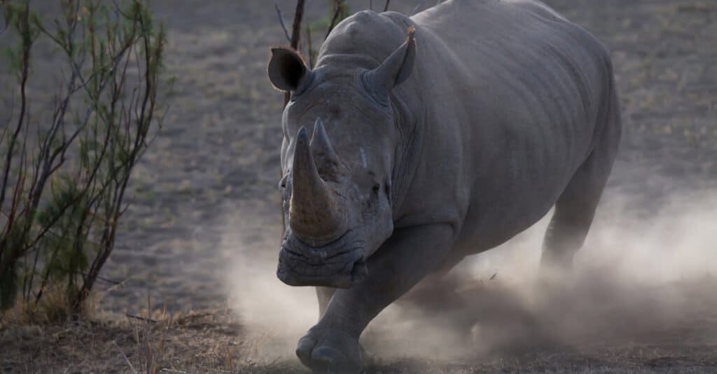 rhinoceros vs hippopotamus