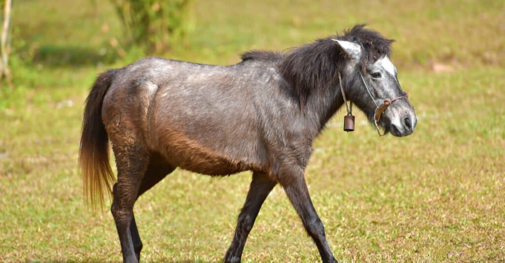 Hinny vs Mule: Are They Different? - A-Z Animals