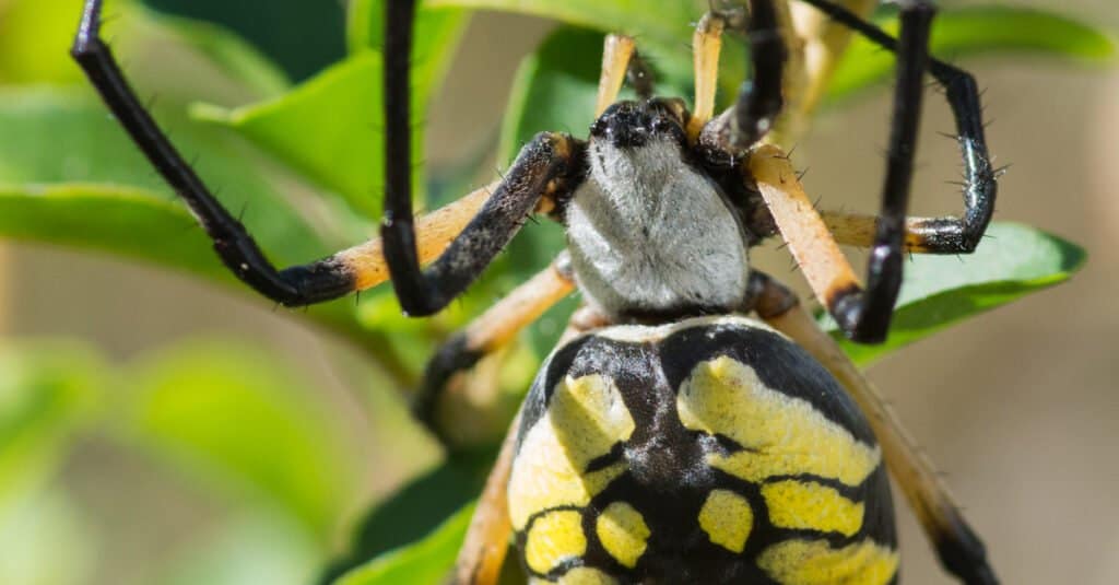 poisonous spiders black and yellow