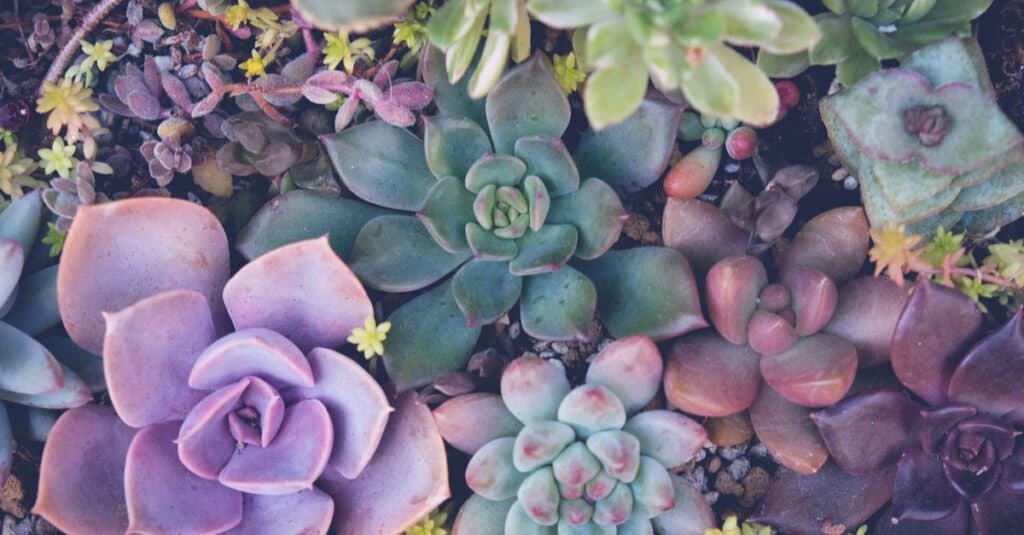 are succulents poisonous to cats and dogs