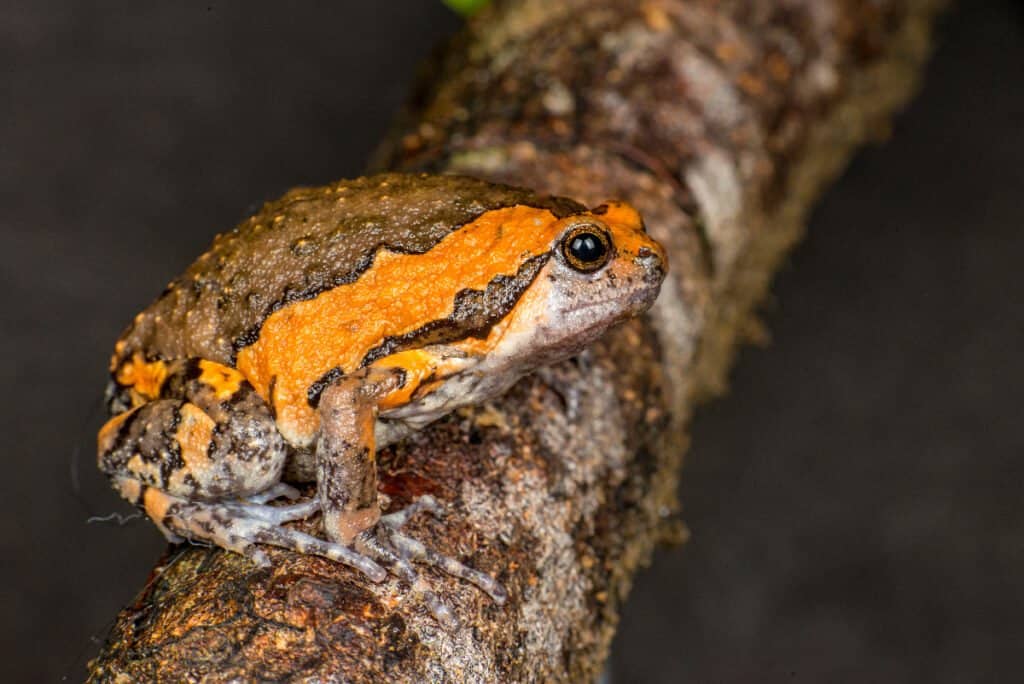 What Do Small Frogs Eat? Their Food Choices Explained. - A-Z Animals