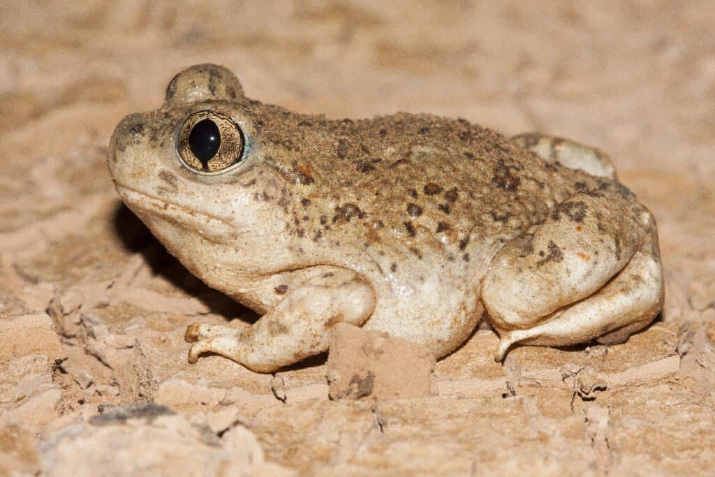 New Mexico spadefoot toad