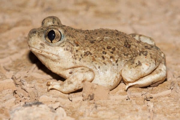 Spadefoot Toad - A-Z Animals