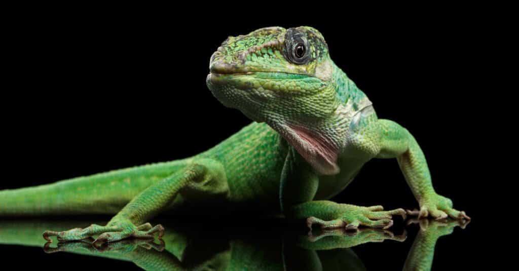 10 Invasive Lizards in 2024 (Most Are In Florida!) - A-Z Animals