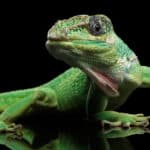 Cuban anole