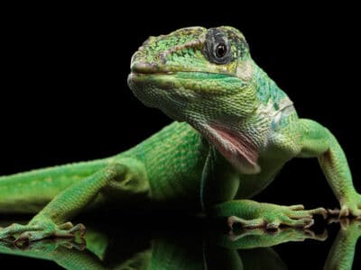 Knight Anole Picture