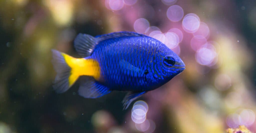 Blue Fish - Yellowtail damselfish 