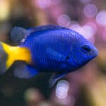 Damselfish