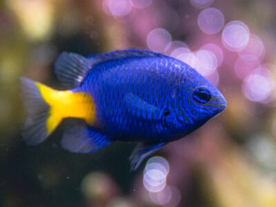 A Damselfish