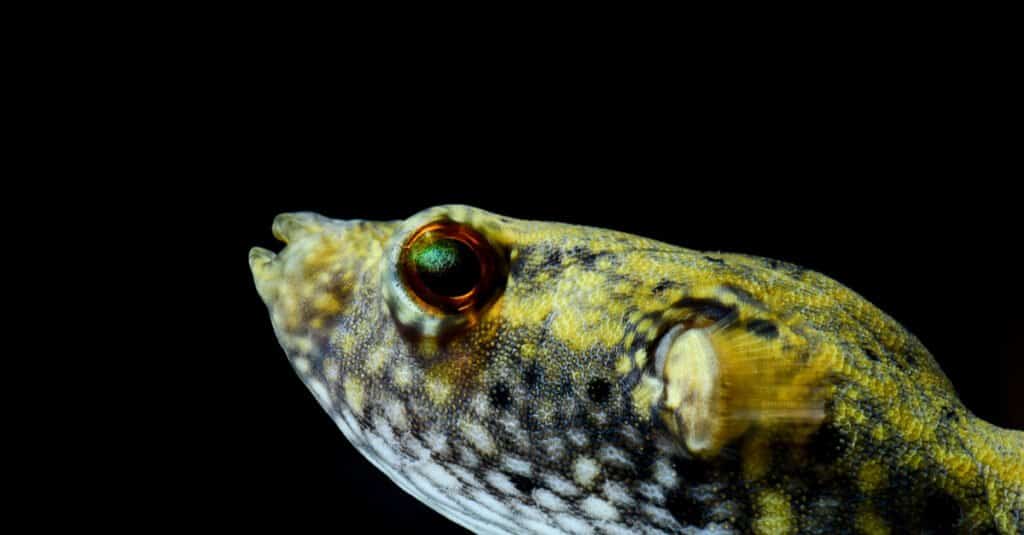 Redeye Puffer