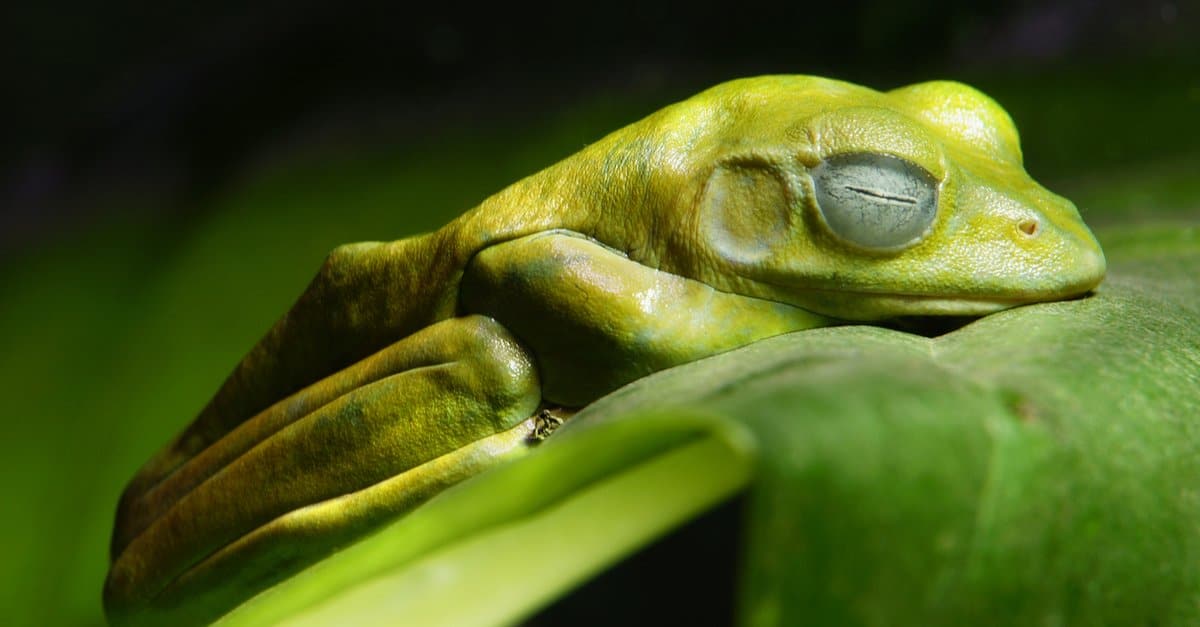 hibernating frog frozen