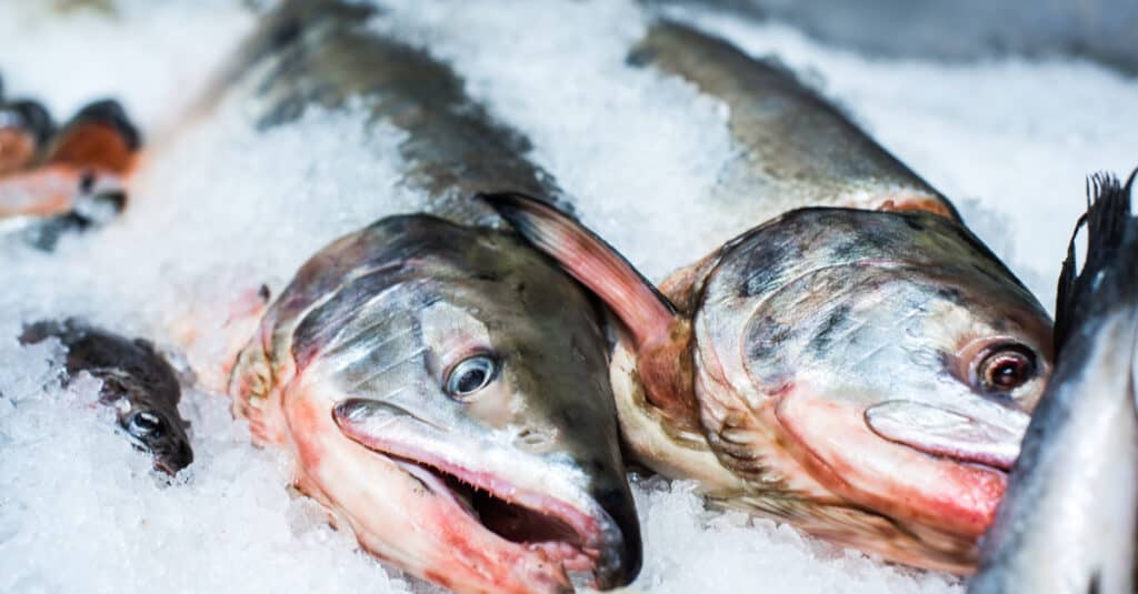 Farmed Salmon vs Wild Salmon - Salmon on Ice